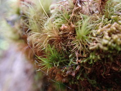 Dicranum fuscescens