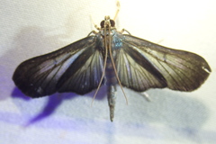 Phostria