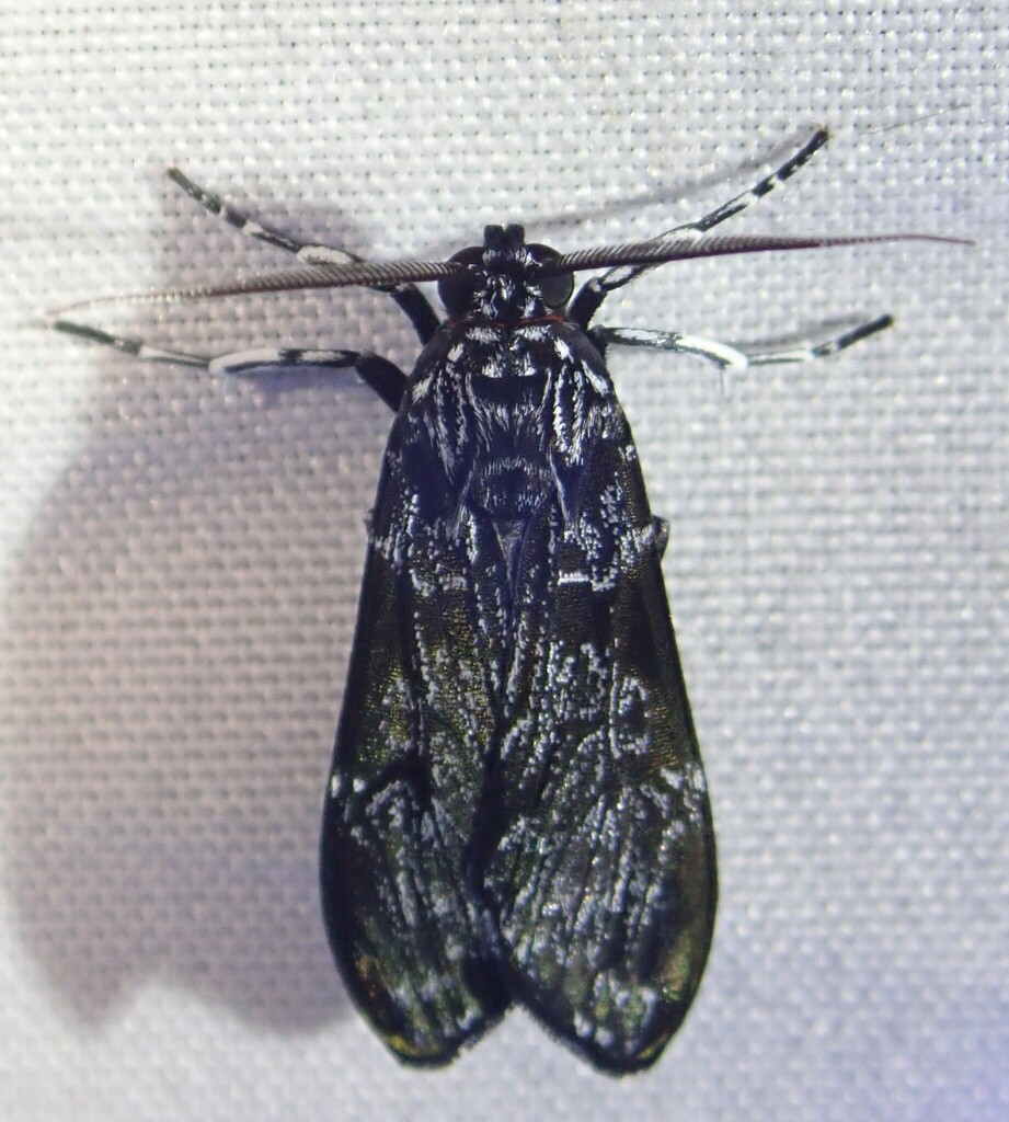 Moeschlerius