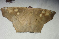 Paragonia cruraria