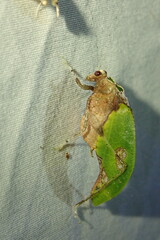 Pycnopalpa bicordata