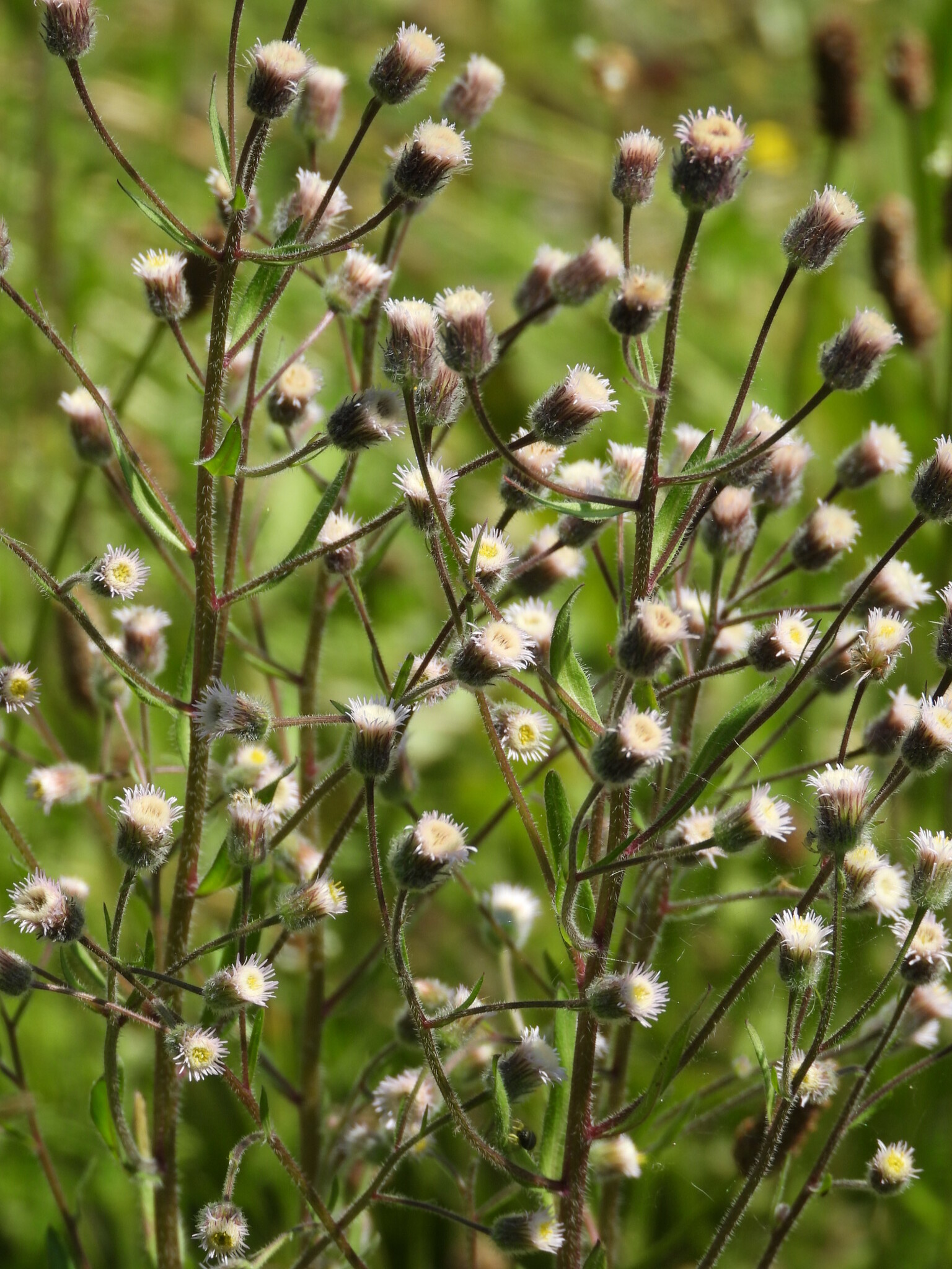Erigeron acris
