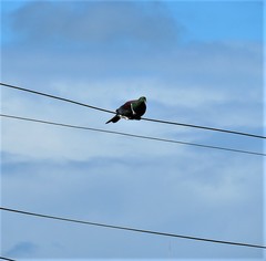 Hemiphaga novaeseelandiae