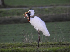 Ardea alba