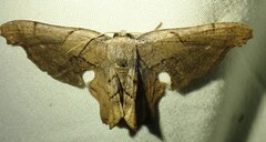 Calledapteryx dryopterata