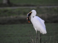 Ardea alba