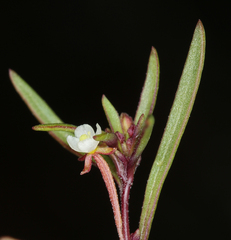 Gayophytum