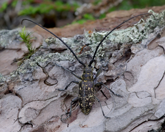 Monochamus saltuarius