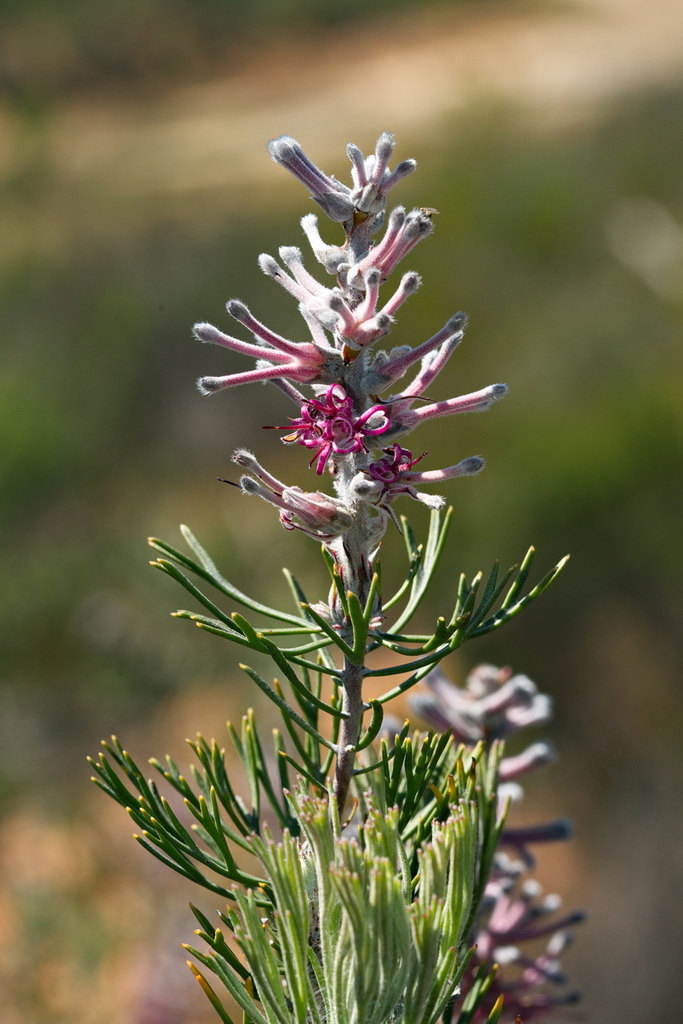 Bokkeveld Sceptre