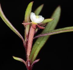 Gayophytum