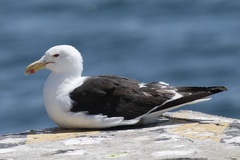 Larus dominicanus