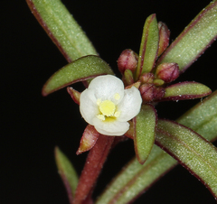 Gayophytum