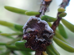 Erioderma sorediatum