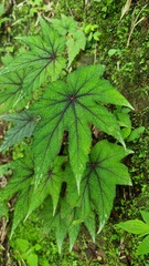 Begonia wollnyi
