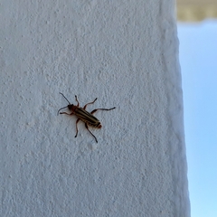 Chauliognathus scriptus