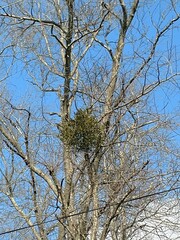 Phoradendron leucarpum serotinum