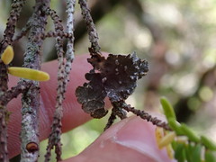 Lobaria anomala