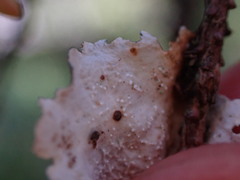 Lobaria anomala