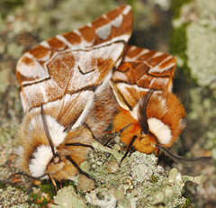 Endromis versicolora