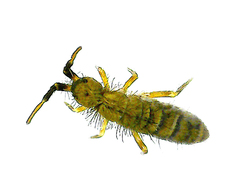 Orchesella villosa