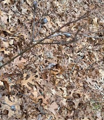 Zapatella quercusphellos