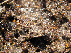 Solenopsis saevissima