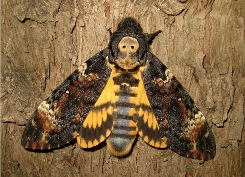 Death's Head Hawkmoth