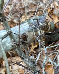 Neuroterus quercusbatatus