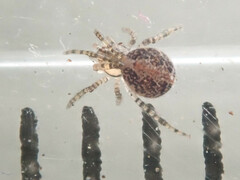 Theridion varians