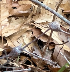 Zapatella quercusphellos