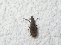Euthycera cribrata