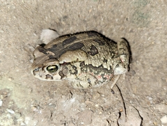Sclerophrys garmani