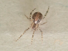 Theridion varians