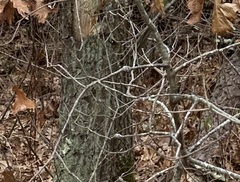 Zapatella quercusphellos