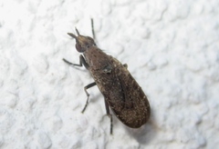 Euthycera cribrata