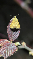 Pyrausta despicata