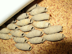 Sceliphron curvatum