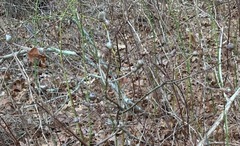 Zapatella quercusphellos