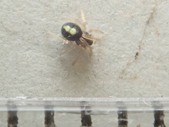 Neottiura bimaculata