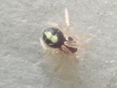 Neottiura bimaculata