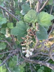 Ribes indecorum