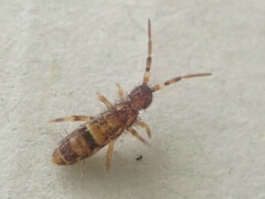 Orchesella cincta