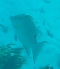 Lachnolaimus maximus