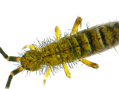Orchesella villosa