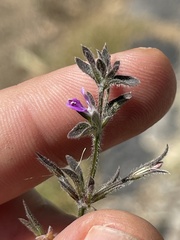 Dicliptera peduncularis