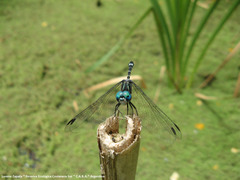 Micrathyria hypodidyma