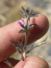 Dicliptera peduncularis