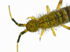 Orchesella villosa