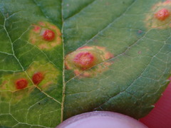 Puccinia