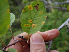 Puccinia